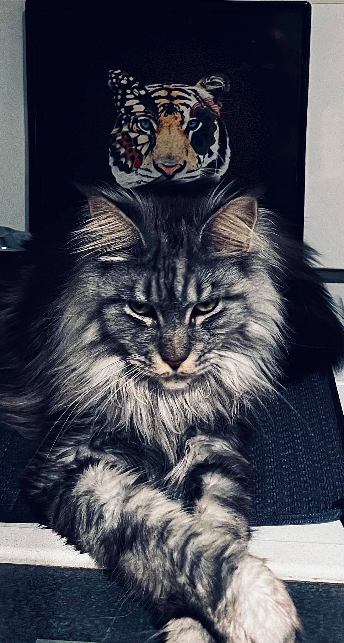 Hermes a rejoint le concours — aidez-le/la à gagner de superbes lots ! art, carnivore, cat, darkness, domestic_short_haired_cat, door, drawing, felidae, font, fur, grey, illustration, monochrome, monochrome_photography, small_to_medium_sized_cats, snout, tail, terrestrial_animal, whiskers, window