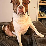 Swaggy joined the competition — help win amazing prizes! dog, brown_and_white, pet, indoor, couch, furniture, sitting, looking_at_camera, ears, snout, eyes, tail, paw, shelf, shoes, bag, home, portrait, canine, domestic_animal