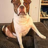 Swaggy joined the competition — help win amazing prizes! bag, brown_and_white, canine, couch, dog, domestic_animal, ears, eyes, furniture, home, indoor, looking_at_camera, paw, pet, portrait, shelf, shoes, sitting, snout, tail