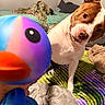dog, toy, rubber_duck, bedroom, blanket, pillow, curious, pet, indoor, colorful, playful, animal, head_tilt, closeup, bed, furniture, comfort, domestic, warm, fun