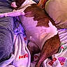Swaggy joined the competition — help win amazing prizes! dog, brown_and_white, lying_down, blanket, couch, indoor, relaxed, pet, fur, comfort, pillows, resting, cozy, animal, sleeping, home, soft_texture, warm_lighting, domestic, companion