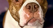 Swaggy is registered to the contest to win money with this photo: dog, brown, white, close_up, pet, animal, face, ears, eyes, nose, fur, portrait, looking, indoor, blurry_background, canine, mammal, cute, domestic_animal, friendly