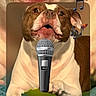 Swaggy joined the competition — help win amazing prizes! dog, brown, white, microphone, musical_notes, pet, animal, portrait, closeup, cute, indoor, expression, paw, ears, face, mouth, nostrils, fur, tongue, funny
