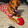 dog, golden_retriever, bed, blanket, pillow, plush_toy, strawberry, pet_clothing, tongue_out, happy, indoor, cute, playing, cozy, fur, animal, smiling_toy, paw, resting, toy