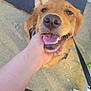 Millie is registered to the contest to win money with this photo: dog, golden_retriever, pet, animal, tongue_out, happy, smiling, leash, hand, chin_scratch, outdoor, concrete, welcome_mat, fur, canine, closeup, friendly, tail, ears, daylight