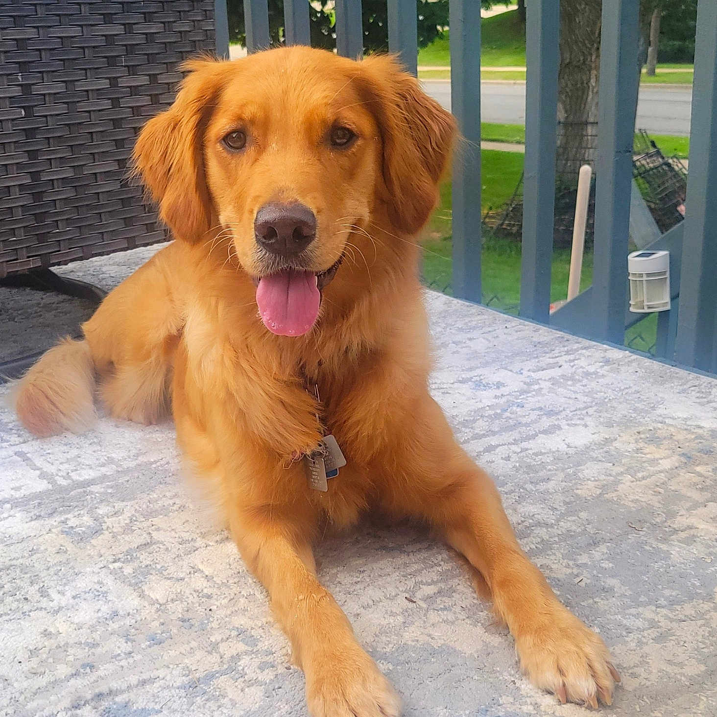 Millie joined the competition — help win amazing prizes! animal, canine, carpet, collar, dog, friendly, furniture, golden_retriever, greenery, lying_down, outdoor, paw, pet, porch, railing, relaxed, sunlight, tag, tongue_out, wicker_chair