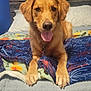 dog, golden_retriever, bed, blanket, tongue_out, indoor, pet, animal, fur, paws, collar, headboard, lamp, resting, cute, domestic_animal, canine, sleepy, comfort, cozy