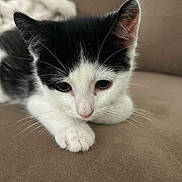 Meno Moo joined the competition — help win amazing prizes! abyssinian, angora, animal, cat, chair, couch, furniture, kitten, manx, person, pet, siamese, sleeping, snout, white