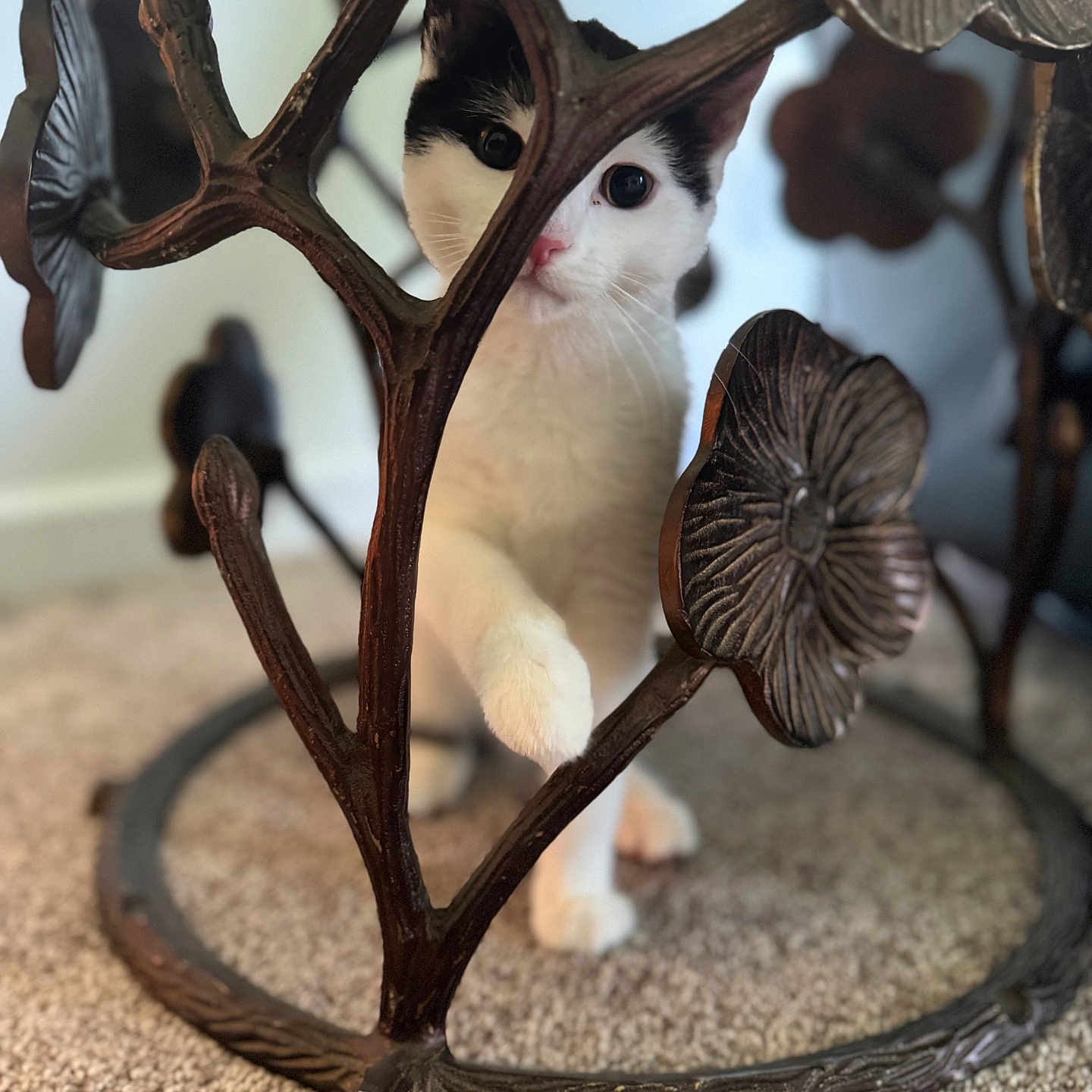Meno Moo joined the competition — help win amazing prizes! agaric, animal, antler, bird, bookcase, cat, deer, figurine, fungus, furniture, hardwood, kitten, manx, mushroom, pet, plant, plywood, rabbit, stand, wood