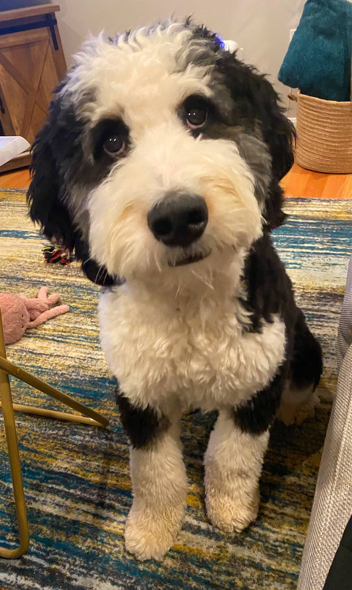 Emma joined the competition — help win amazing prizes! canidae, carnivore, companion_dog, dog, dog_breed, dog_collar, fur, labradoodle, maltepoo, non_sporting_group, schnauzer, small_terrier, snout, sporting_group, terrier, toy_dog, water_dog, working_animal, yorkipoo
