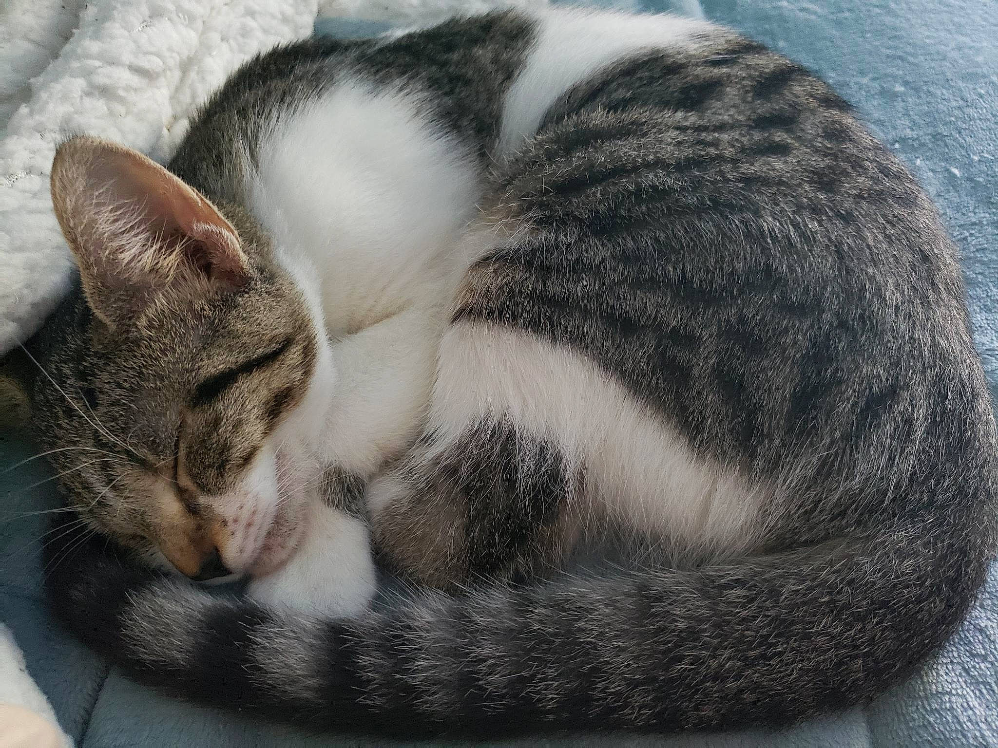 Clover is registered to the contest to win money with this photo: carnivore, cat, comfort, domestic_short_haired_cat, felidae, fur, grey, nap, paw, sleep, small_to_medium_sized_cats, snout, terrestrial_animal, whiskers