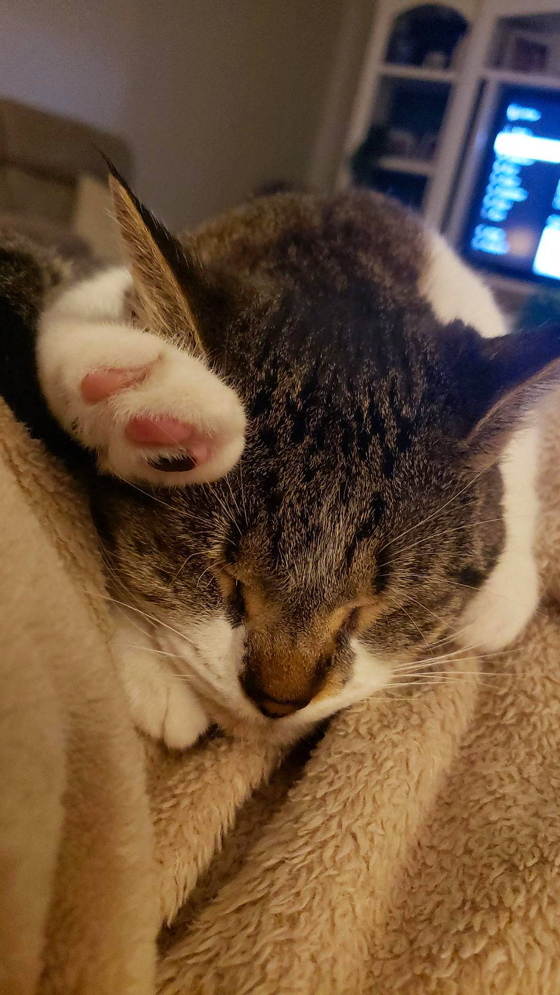 Clover joined the competition — help win amazing prizes! carnivore, cat, claw, close_up, comfort, domestic_short_haired_cat, ear, felidae, fur, human_leg, leg, nap, paw, sleep, small_to_medium_sized_cats, snout, tail, whiskers