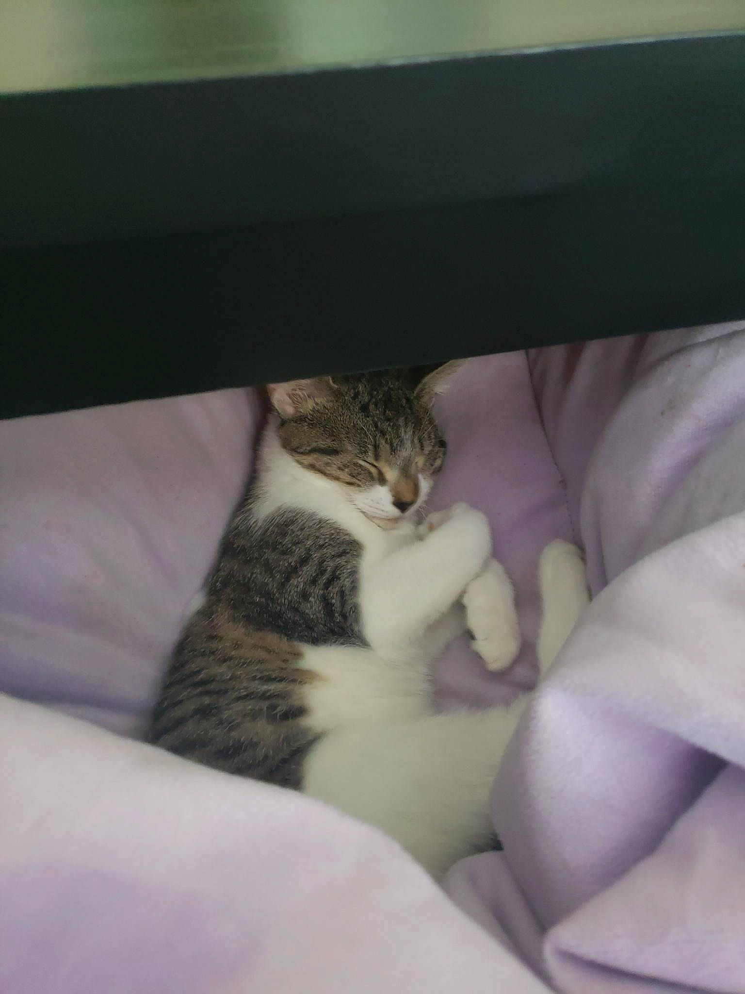 Clover is registered to the contest to win money with this photo: bed, carnivore, cat, cat_bed, cat_supply, claw, comfort, domestic_short_haired_cat, felidae, fur, linens, nap, paw, room, sleep, small_to_medium_sized_cats, snout, tail, terrestrial_animal, whiskers