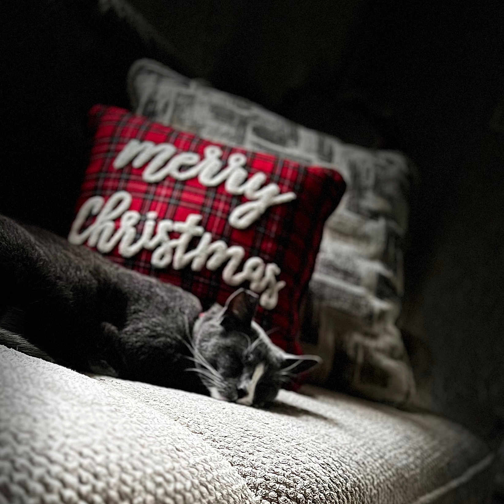 Alex joined the competition — help win amazing prizes! animal, architecture, armchair, building, canine, cat, chair, couch, cushion, dog, furniture, homedecor, indoors, kitten, linen, livingroom, pet, pillow, puppy, room