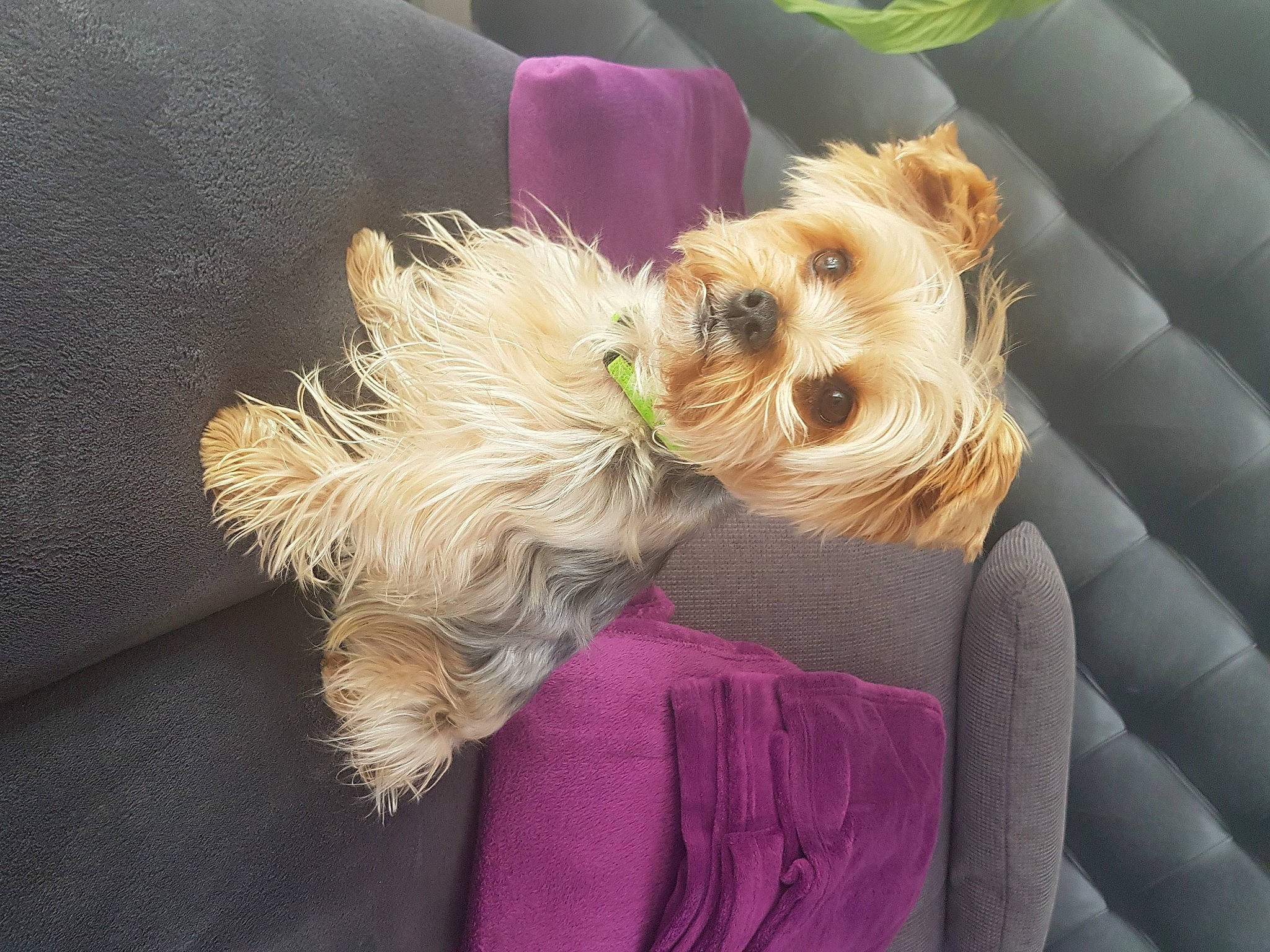 Gulli a rejoint le concours — aidez-le/la à gagner de superbes lots ! biewer_terrier, canidae, carnivore, collar, companion_dog, dog, dog_breed, dog_clothes, dog_collar, dog_supply, fawn, fur, happy, pet_supply, small_terrier, snout, sporting_group, terrier, toy_dog, working_animal