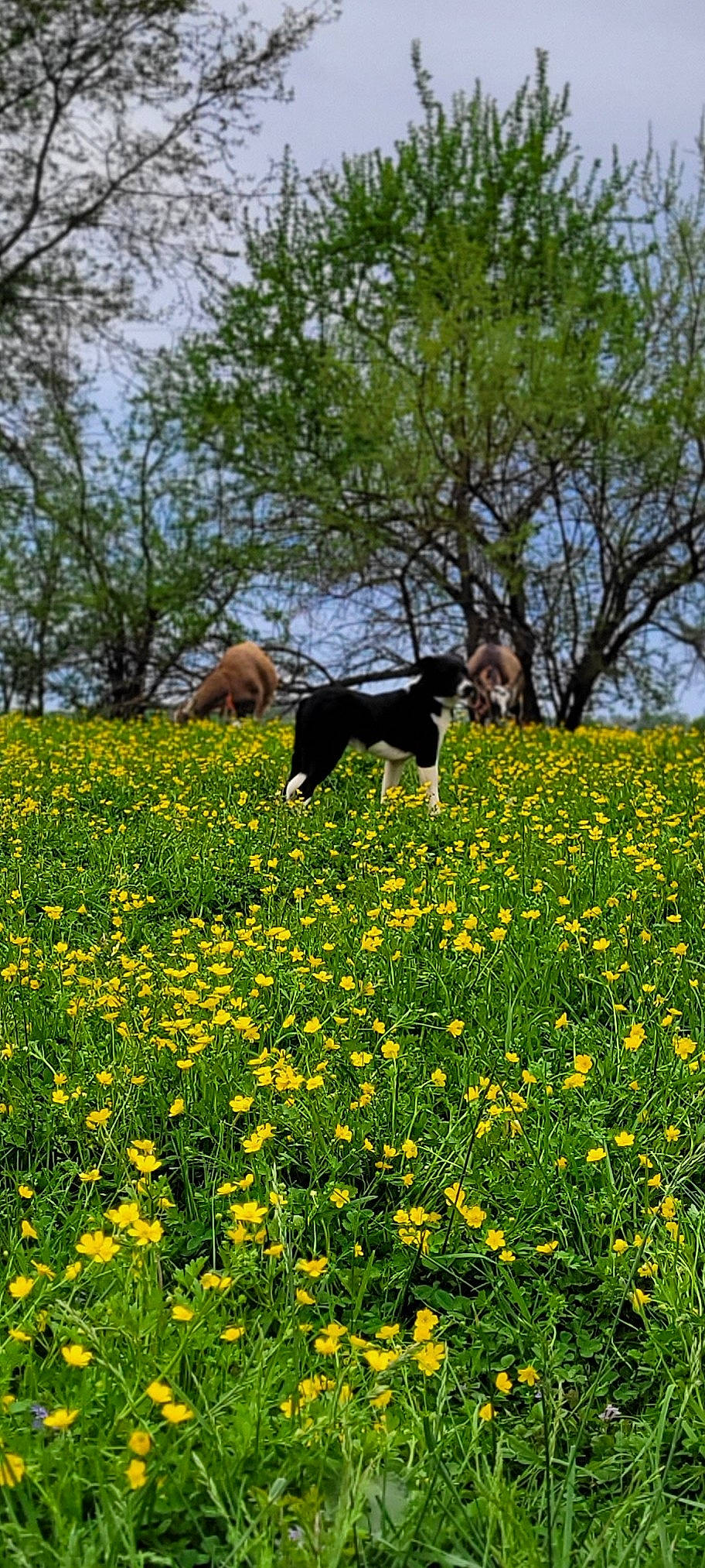 Doc is registered to the contest to win money with this photo: carnivore, dog, field, flower, flowering_plant, grass, grassland, groundcover, herbaceous_plant, landscape, meadow, natural_landscape, people_in_nature, petal, plant, shrub, sky, tree, vegetation, vertebrate