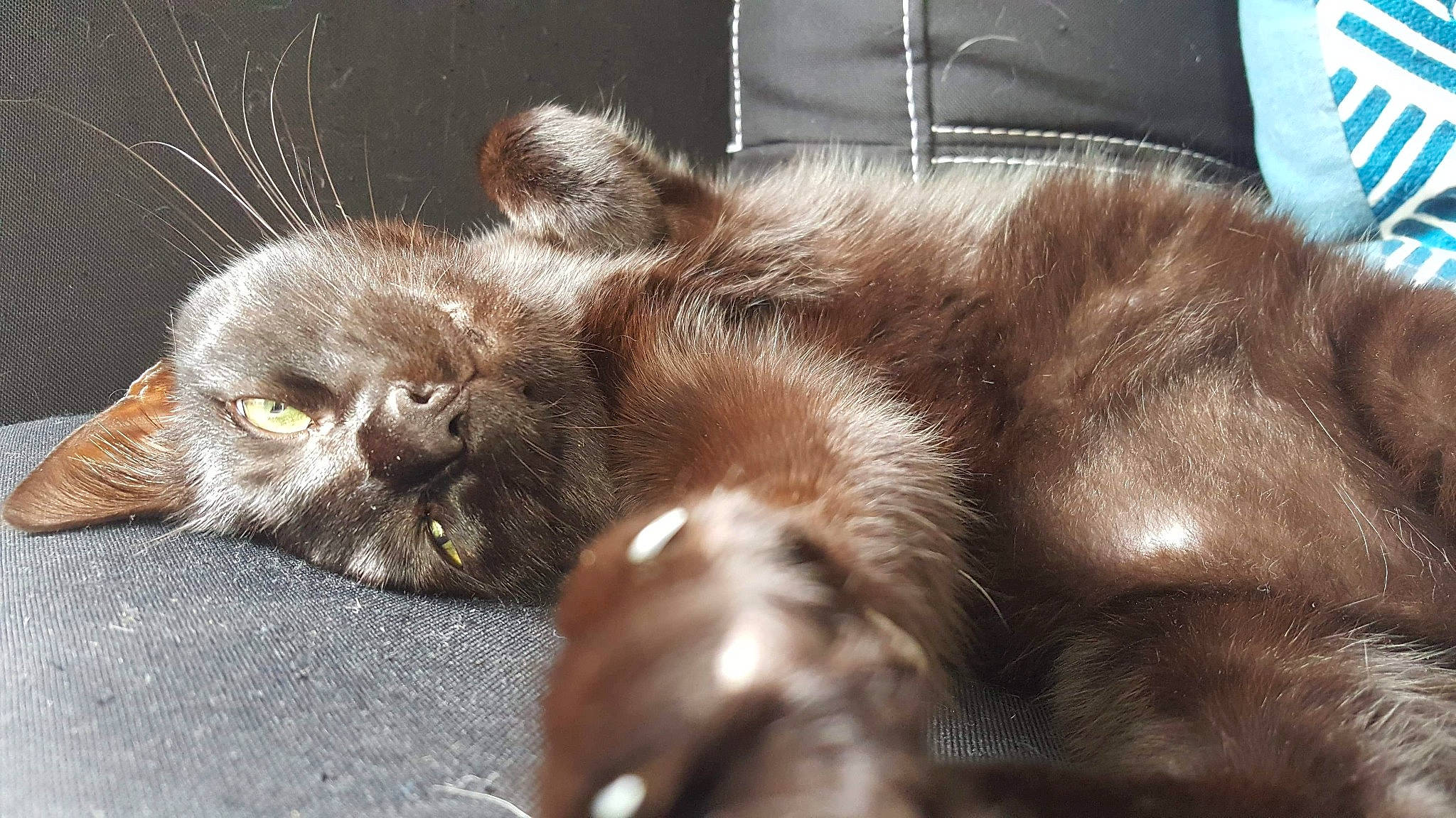 Isaac a rejoint le concours — aidez-le/la à gagner de superbes lots ! british_longhair, carnivore, cat, claw, ear, fawn, felidae, fur, kitten, liver, paw, small_to_medium_sized_cats, snout, whiskers