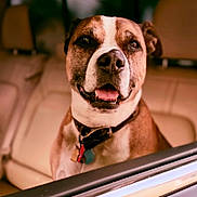 Baby is registered to the contest to win money with this photo: dog, brown_and_white, pet, canine, car_interior, collar, tags, window, seated, looking_out, happy, tongue_out, close_up, animal, domestic_animal, mammal, friendly, indoor, vehicle, portrait