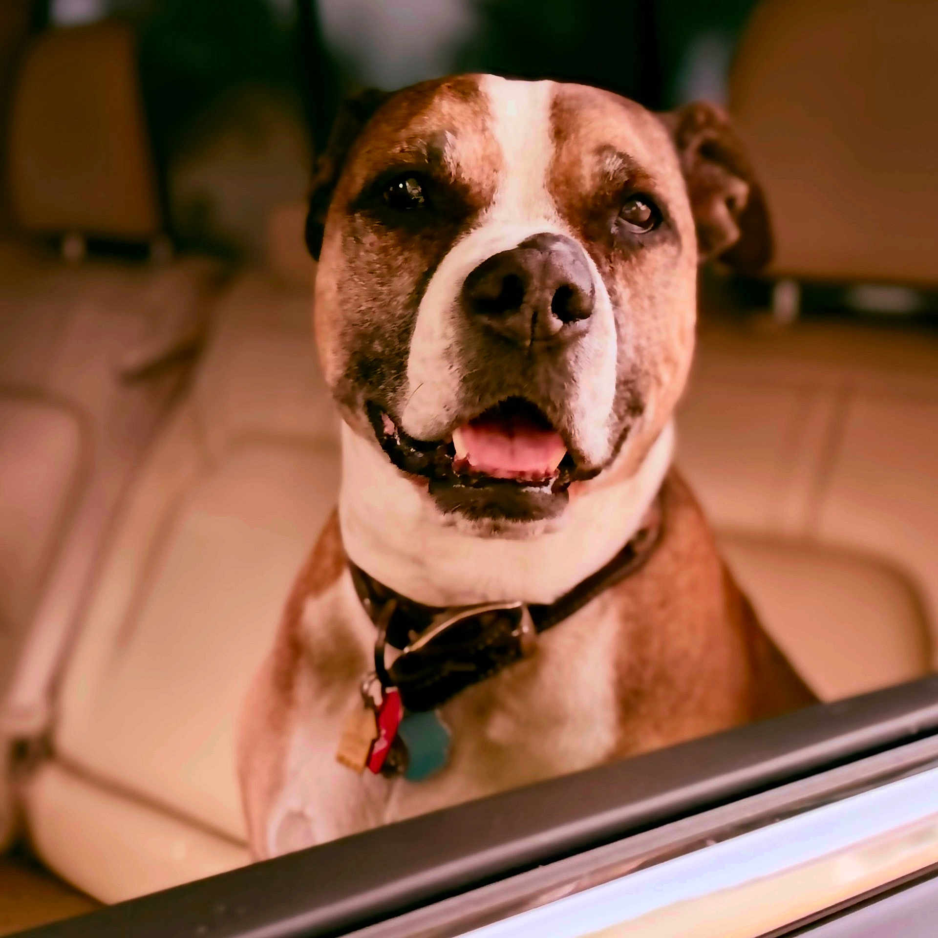 Baby is registered to the contest to win money with this photo: dog, brown_and_white, pet, canine, car_interior, collar, tags, window, seated, looking_out, happy, tongue_out, close_up, animal, domestic_animal, mammal, friendly, indoor, vehicle, portrait