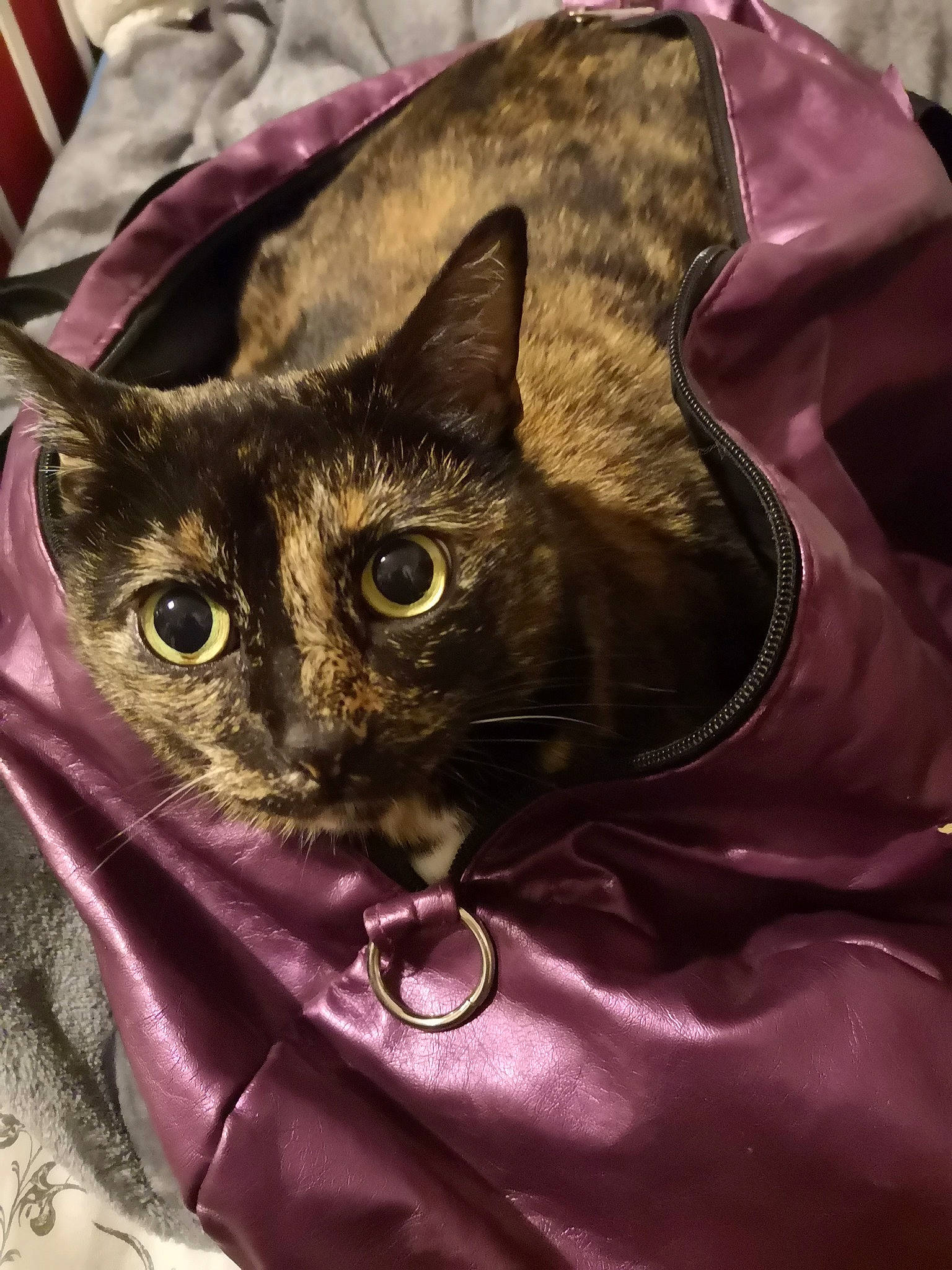 Mimine participe au concours pour gagner de l'argent avec cette photo : american_shorthair, asian, bag, carnivore, cat, domestic_short_haired_cat, felidae, fur, german_rex, magenta, purple, small_to_medium_sized_cats, whiskers