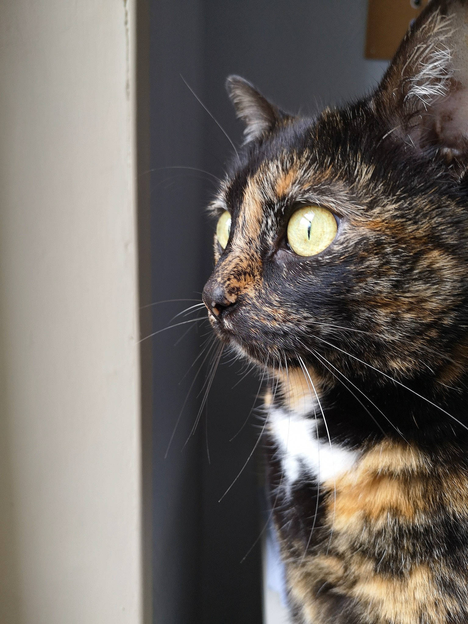 Mimine a rejoint le concours — aidez-le/la à gagner de superbes lots ! aegean_cat, american_wirehair, asian, carnivore, cat, close_up, domestic_short_haired_cat, dragon_li, ear, european_shorthair, eye, felidae, fur, kitten, mammal, small_to_medium_sized_cats, snout, tabby_cat, whiskers, window