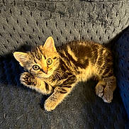 Mika joined the competition — help win amazing prizes! kitten, cat, tabby, pet, animal, feline, cute, couch, indoor, fur, whiskers, paw, eyes, young, small, relaxed, texture, cozy, playful, domestic