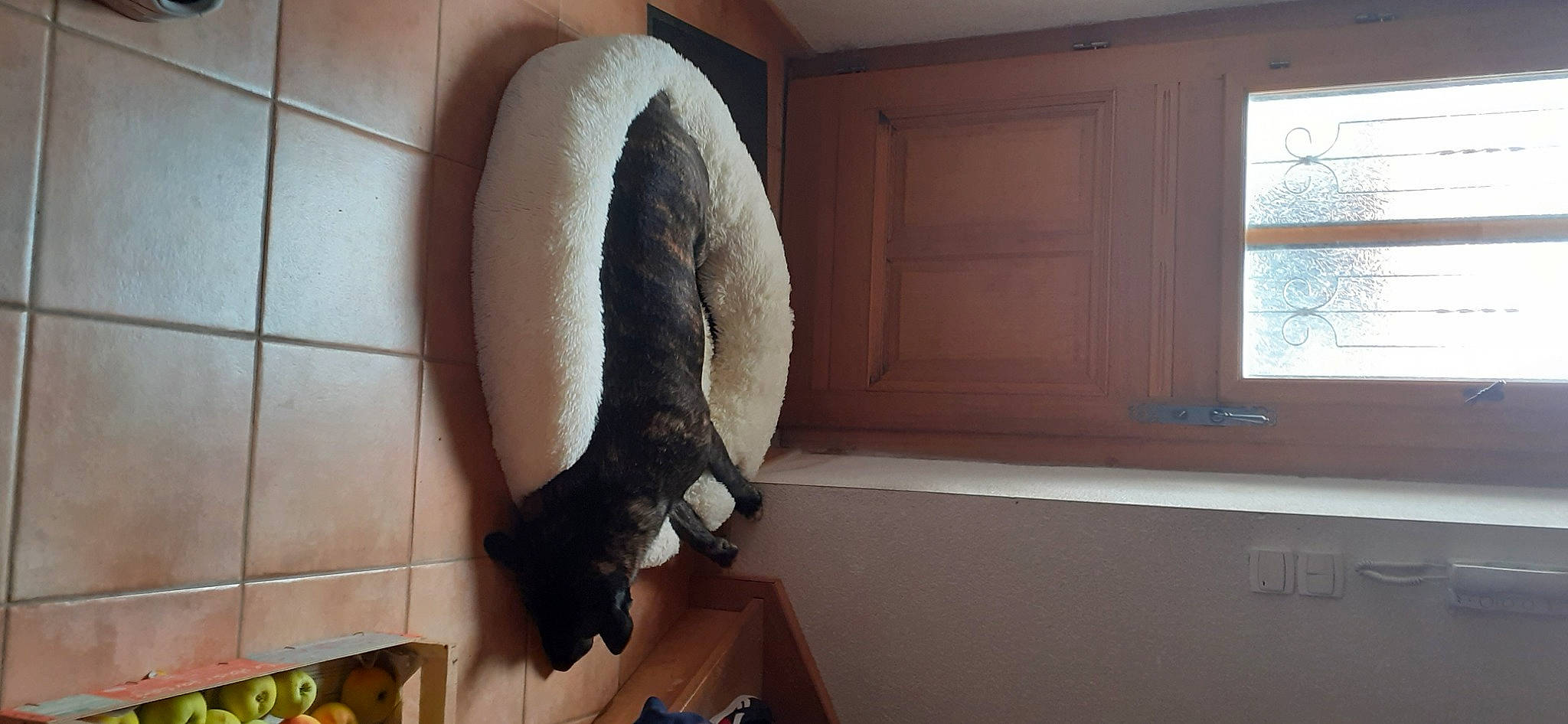 Arrow a rejoint le concours — aidez-le/la à gagner de superbes lots ! carnivore, comfort, felidae, floor, flooring, fur, hardwood, human_leg, leg, natural_material, pet_supply, plaster, room, small_to_medium_sized_cats, sporting_group, stairs, tail, textile, window, wood