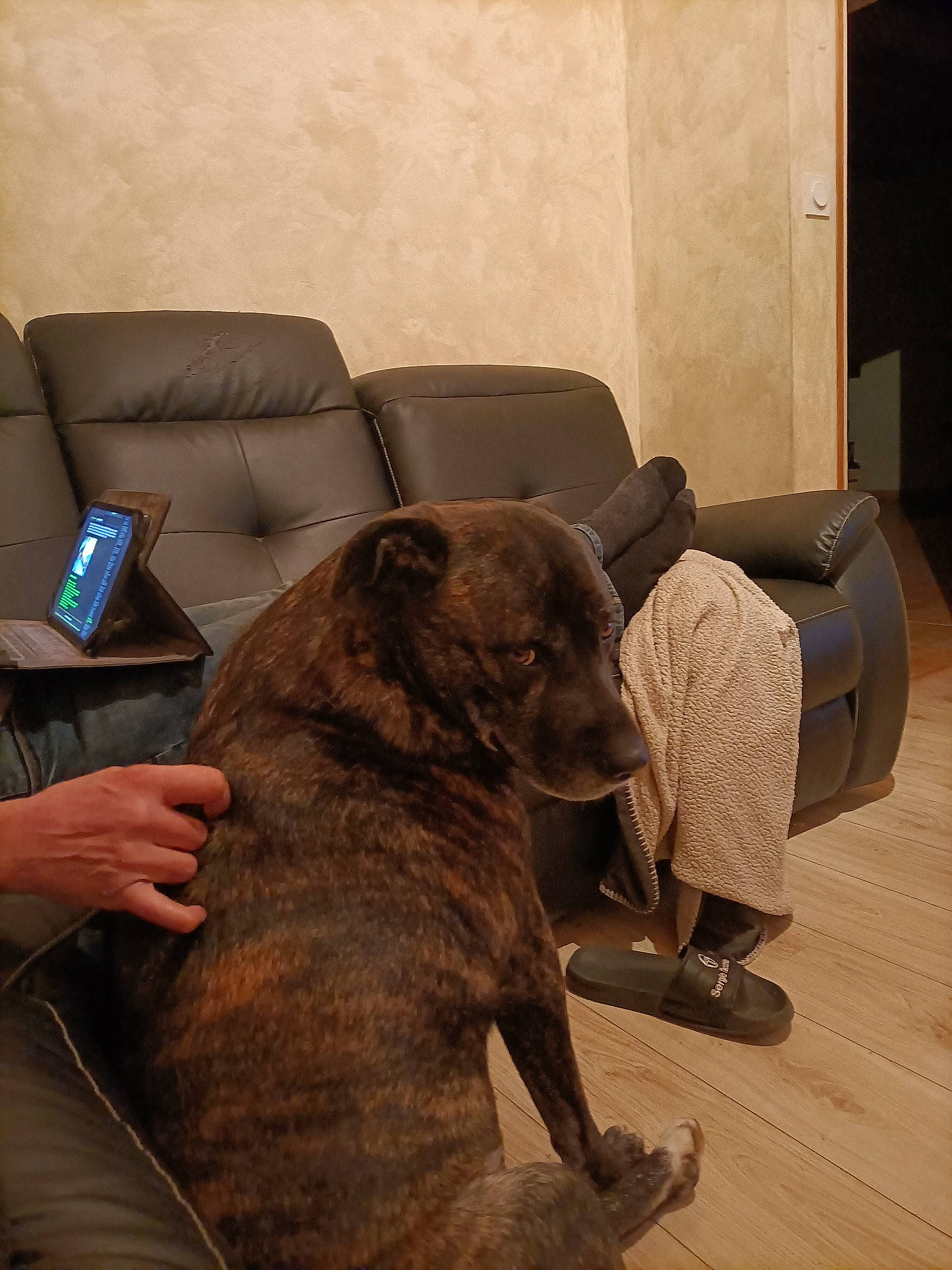 Arrow a rejoint le concours — aidez-le/la à gagner de superbes lots ! brown, canidae, carnivore, comfort, companion_dog, couch, dog, dog_breed, fawn, floor, flooring, fur, hardwood, liver, living_room, room, snout, sporting_group, wood, working_animal