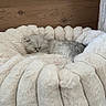 Pamuk a rejoint le concours — aidez-le/la à gagner de superbes lots ! animal, carpet, cat, cozy, cute, domestic_cat, fluffy, furry, gray, indoor, kitten, peaceful, pet_bed, plush, relaxing, resting, sleeping, small, soft, wooden_wall