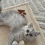 Pamuk a rejoint le concours — aidez-le/la à gagner de superbes lots ! animal, carpet, cat, curious, cute, ears, fluffy, fur, gray, indoor, kitten, mat, mouse_toy, pet, playful, resting, silver, toy, whiskers, young