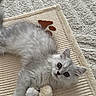 animal, carpet, cat, curious, cute, ears, fluffy, fur, gray, indoor, kitten, mat, mouse_toy, pet, playful, resting, silver, toy, whiskers, young