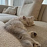Pamuk a rejoint le concours — aidez-le/la à gagner de superbes lots ! animal, beige, calm, cat, couch, cozy, cute, fluffy, fur, furniture, home, indoor, kitten, paw, pet, relaxation, resting, sleeping, soft, tail