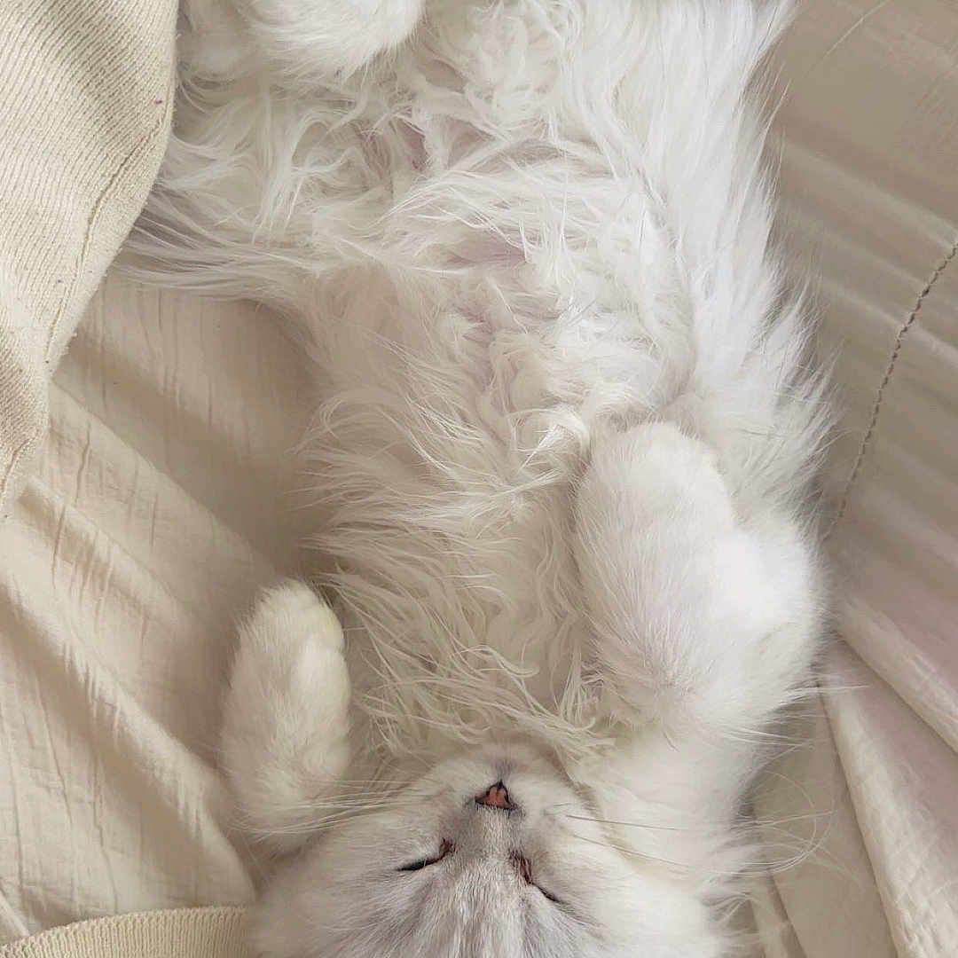 Pamuk