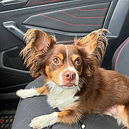 Opie joined the competition — help win amazing prizes! brown_fur, cable, canine, car_interior, closeup, companion, dog, domestic_animal, ears, eyes, fabric, leisure, nose, paw, pet, portrait, resting, seat, vehicle, white_fur