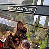 Opie joined the competition — help win amazing prizes! canine, closeup, collar, daylight, disney, dog, ears, eyes, face, fur, gondola, leash, mesh, outdoor, pet, reflection, skyliner, transportation, travel, window