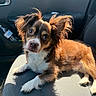 Opie is registered to the contest to win money with this photo: animal, brown, canine, car, companion, cute, dog, domestic_animal, ears, fur, indoors, looking, pet, portrait, relaxed, resting, seat, small_dog, sunlight, white