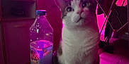 Croquette participe au concours pour gagner de l'argent avec cette photo : animal, blurred, bottle, cat, closeup, colorful, container, curious, domestic, drink, furniture, household, indoor, moody_lighting, pet, pink_light, plastic_bottle, soft_focus, still_life, table