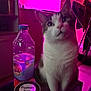 animal, blurred, bottle, cat, closeup, colorful, container, curious, domestic, drink, furniture, household, indoor, moody_lighting, pet, pink_light, plastic_bottle, soft_focus, still_life, table