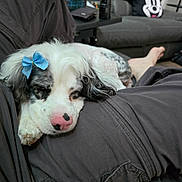 Daisy is registered to the contest to win money with this photo: dog, sleeping, blue_bow, white_fur, black_fur, pink_nose, person, pants, lap, couch, living_room, pillow, minnie_mouse, relaxing, indoor, cozy, fur, pet, resting, home