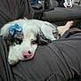 dog, sleeping, blue_bow, white_fur, black_fur, pink_nose, person, pants, lap, couch, living_room, pillow, minnie_mouse, relaxing, indoor, cozy, fur, pet, resting, home