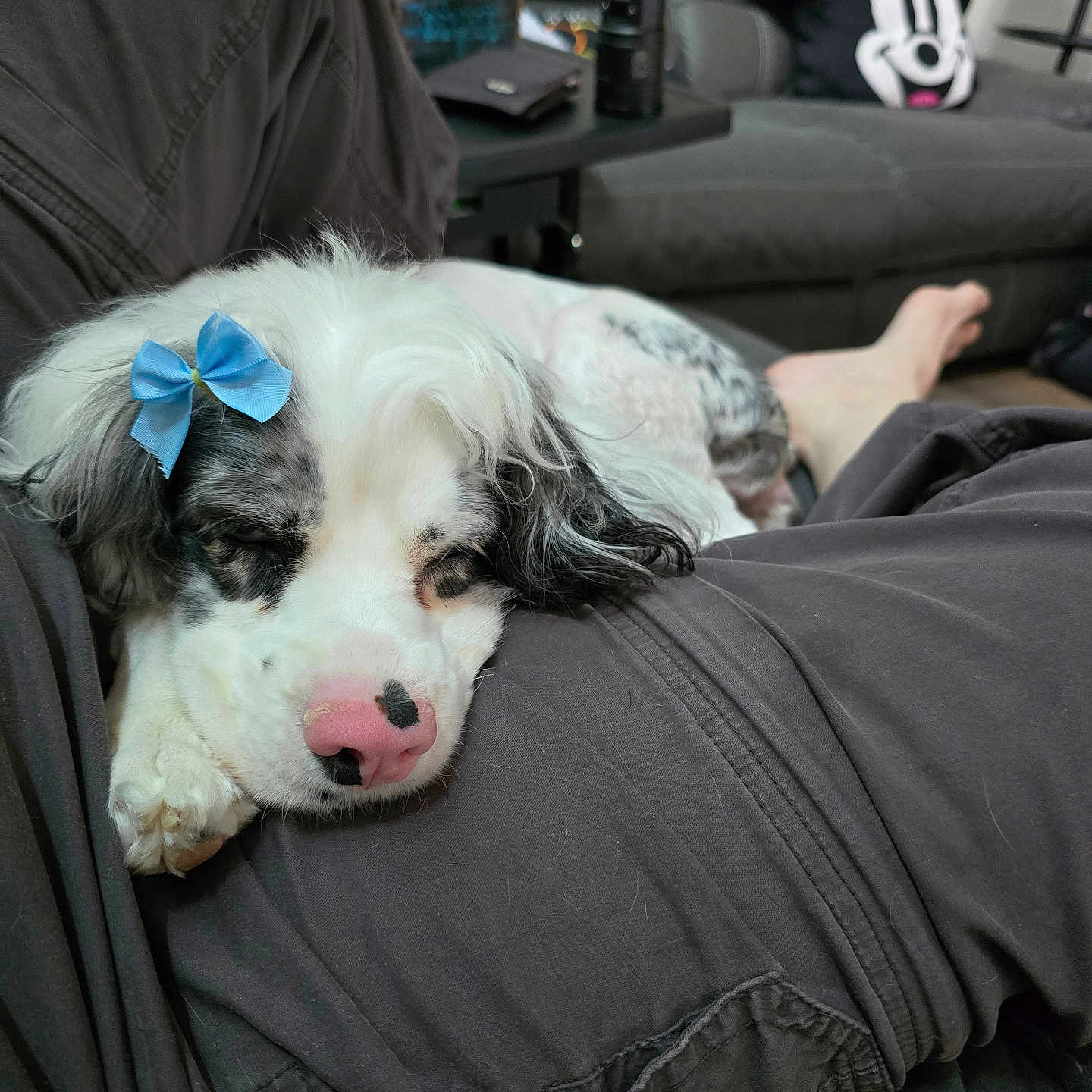 Daisy is registered to the contest to win money with this photo: black_fur, blue_bow, couch, cozy, dog, fur, home, indoor, lap, living_room, minnie_mouse, pants, person, pet, pillow, pink_nose, relaxing, resting, sleeping, white_fur