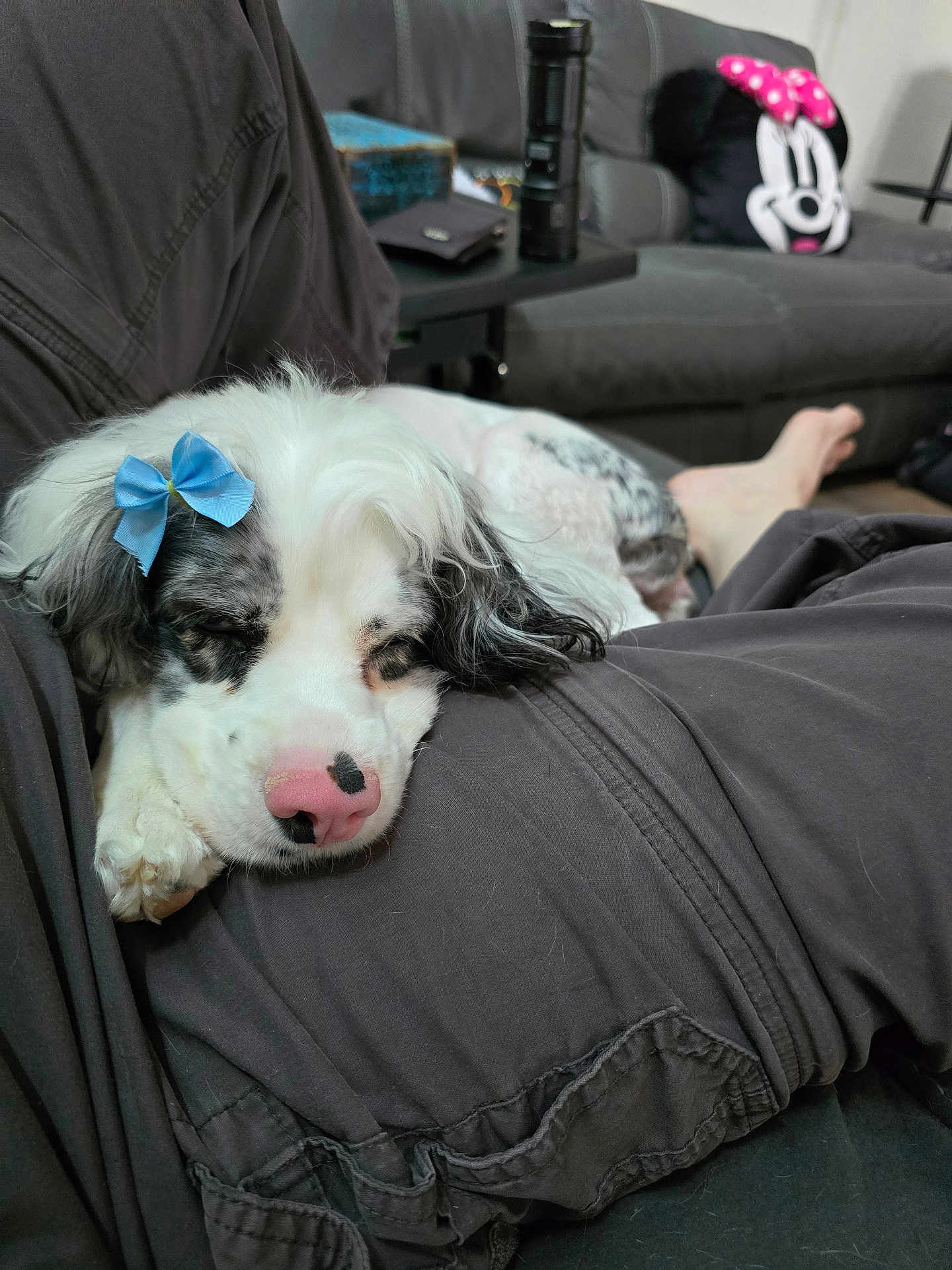 Daisy is registered to the contest to win money with this photo: dog, sleeping, blue_bow, white_fur, black_fur, pink_nose, person, pants, lap, couch, living_room, pillow, minnie_mouse, relaxing, indoor, cozy, fur, pet, resting, home