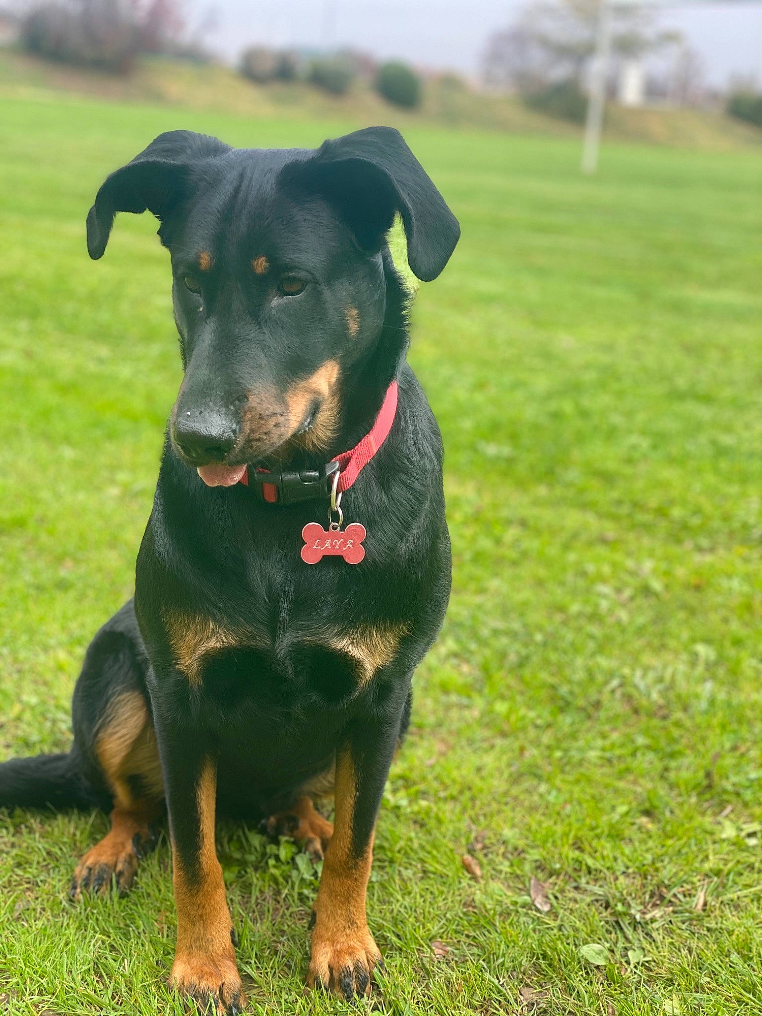 Laya a rejoint le concours — aidez-le/la à gagner de superbes lots ! austrian_black_and_tan_hound, beauceron, black_and_tan_terrier, canidae, carnivore, dog, dog_breed, german_pinscher, gladiolus, grass, huntaway, hunting_dog, jagdterrier, mammal, plant, rare_breed_dog, rottweiler, smaland_hound, snout, vertebrate