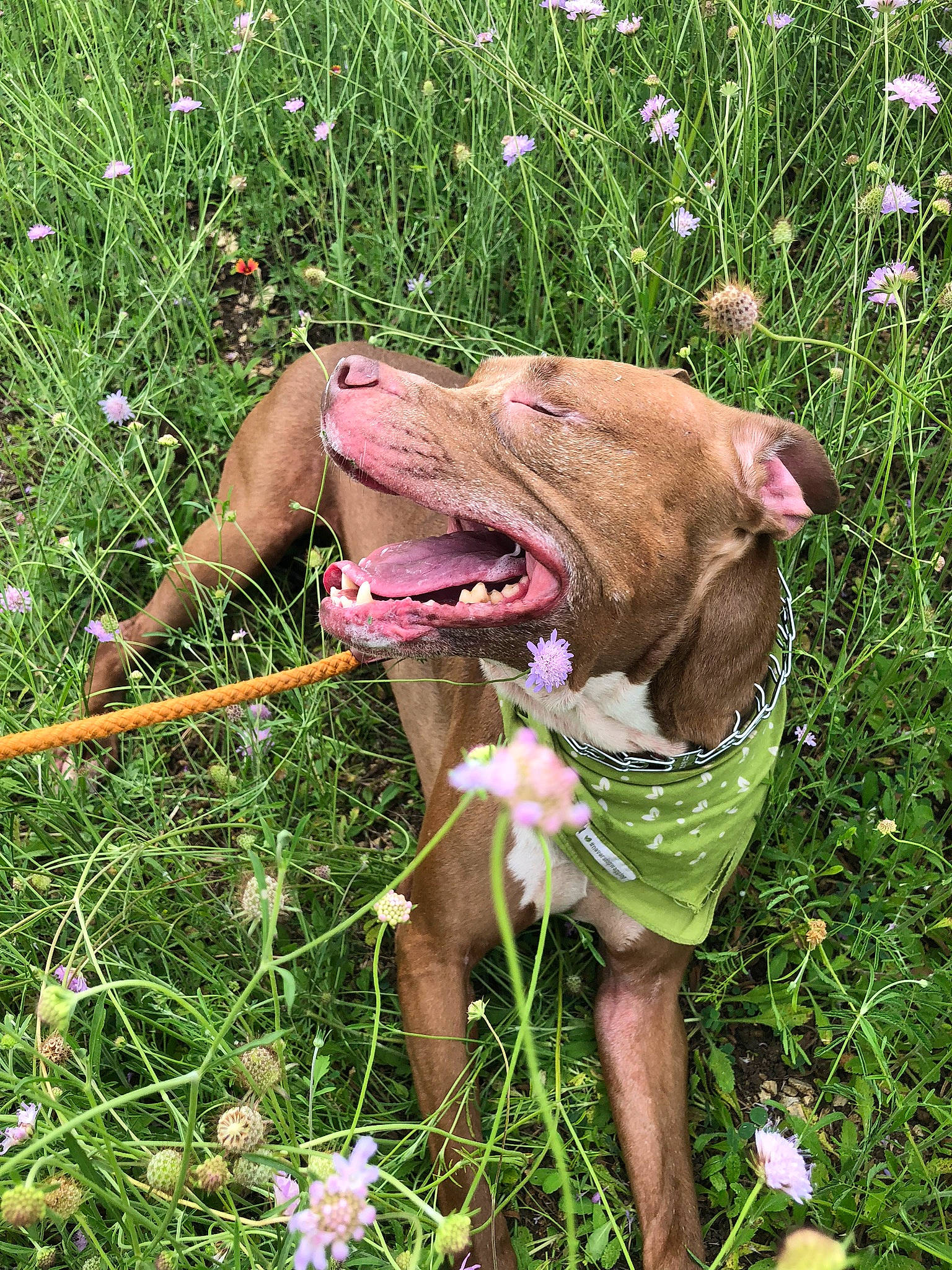 Churchill joined the competition — help win amazing prizes! carnivore, collar, dog, dog_breed, fawn, flower, grass, grass_family, grassland, groundcover, lawn_ornament, liver, people_in_nature, plant, shrub, snout, sporting_group, terrestrial_animal, terrestrial_plant, working_animal