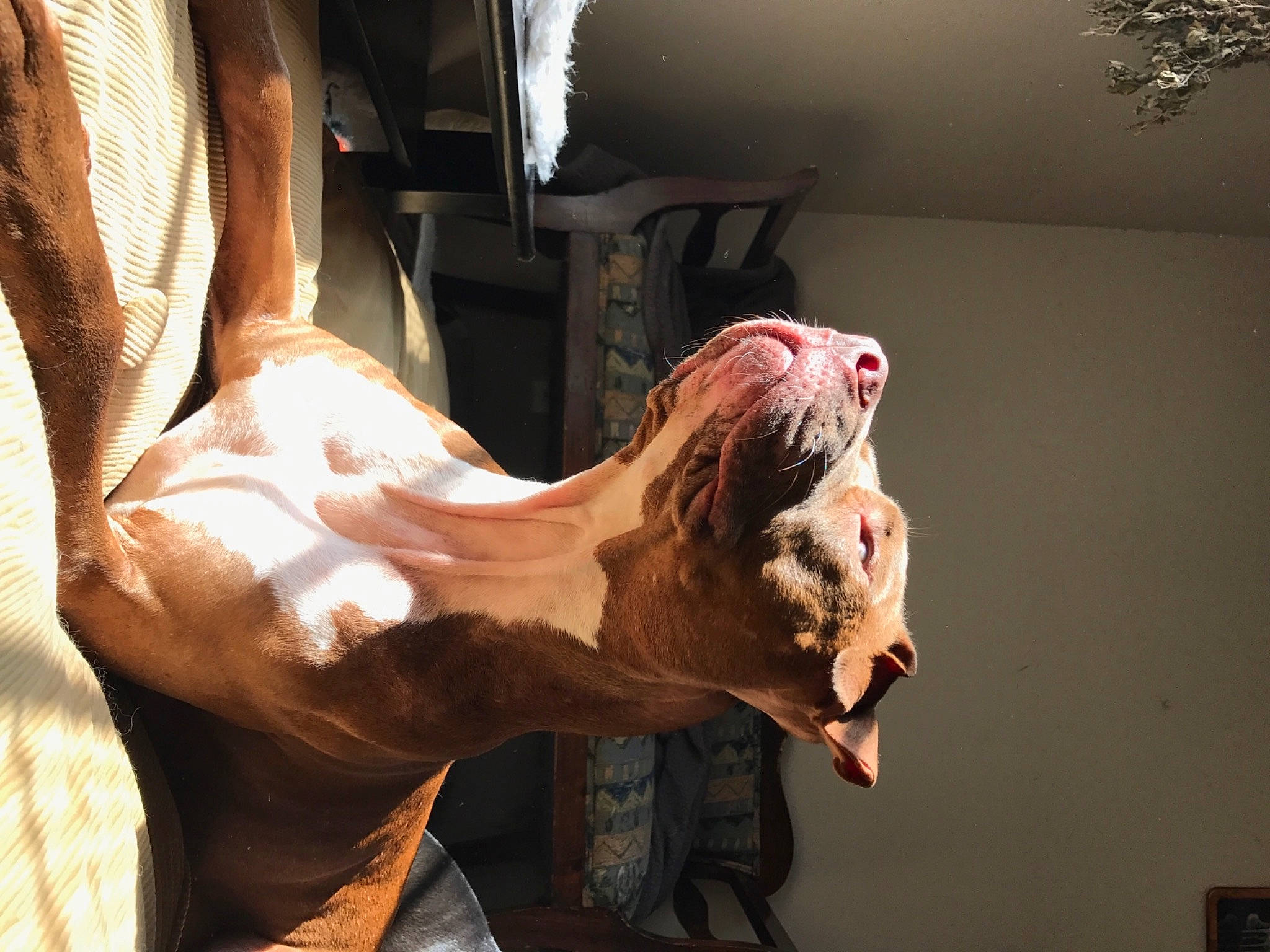 Churchill is registered to the contest to win money with this photo: art, artifact, carnivore, carving, extinction, fang, felidae, fiction, fictional_character, flesh, fur, jaw, metal, mythology, roar, sculpture, snout, statue, visual_arts, wood