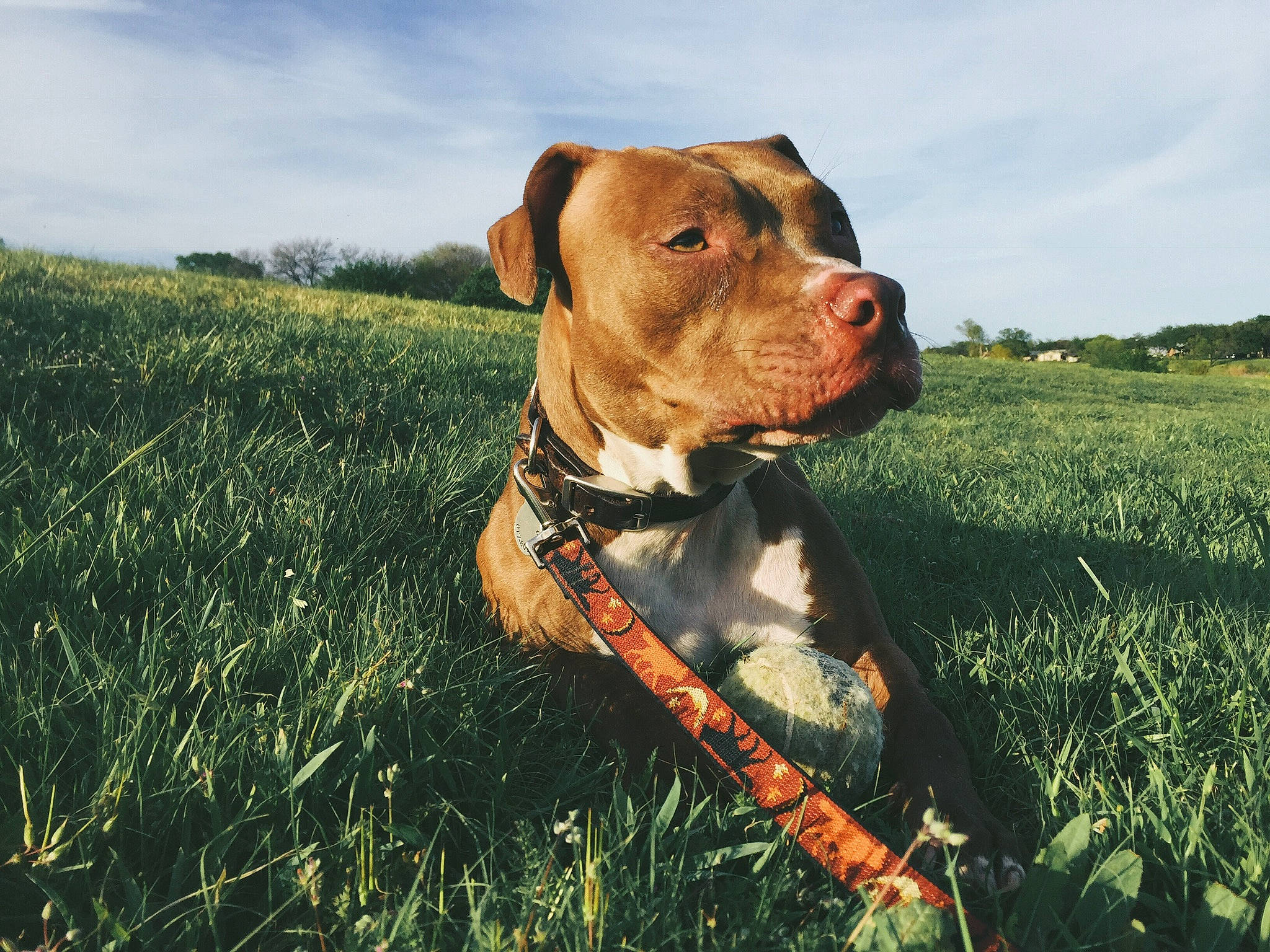 Churchill joined the competition — help win amazing prizes! carnivore, cloud, collar, companion_dog, dog, dog_breed, dog_collar, dog_supply, fawn, grass, grassland, liver, pasture, pet_supply, plant, prairie, sky, snout, sporting_group, working_animal
