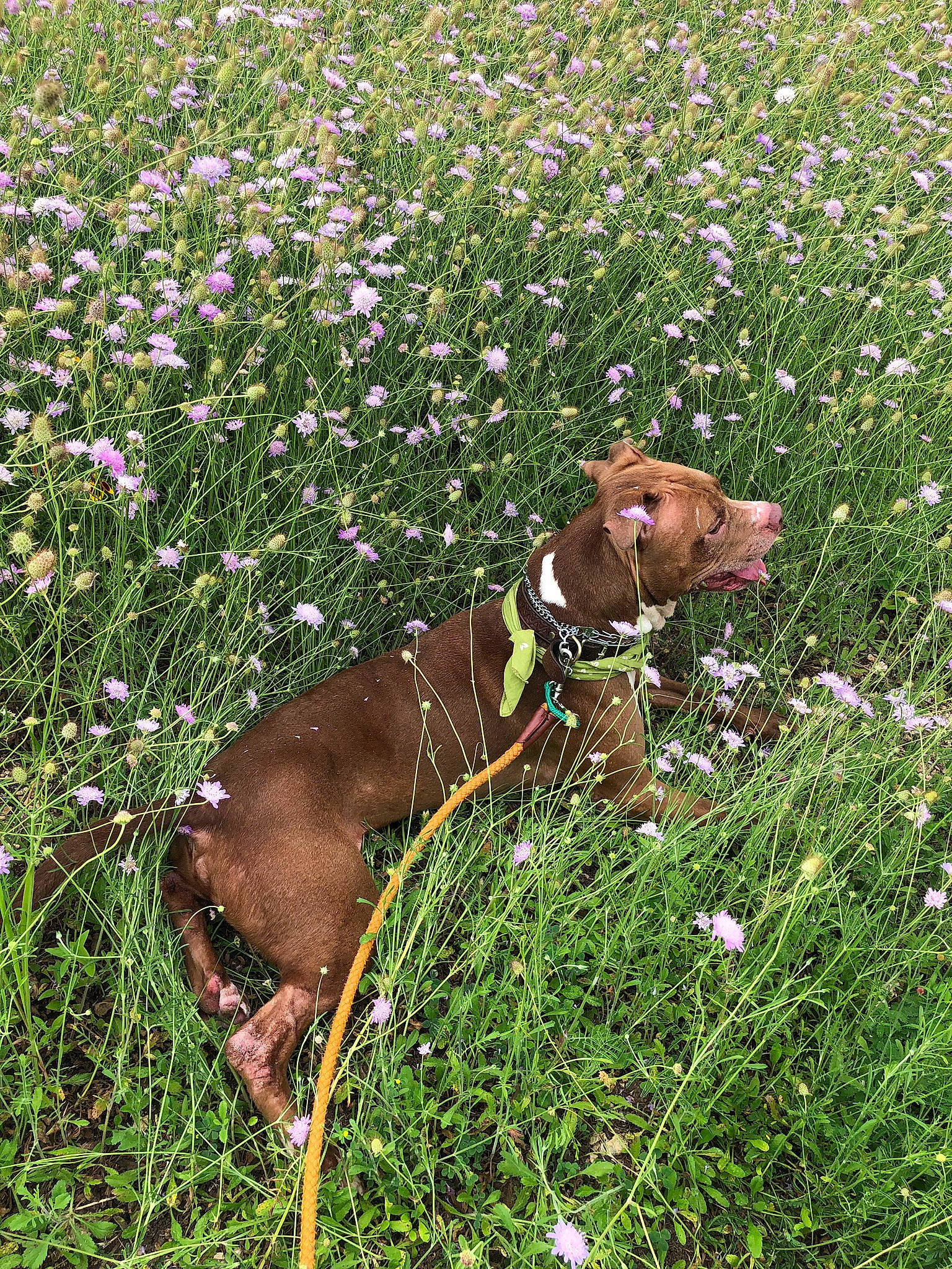 Churchill joined the competition — help win amazing prizes! botany, carnivore, dog, dog_breed, fawn, field, flower, flowering_plant, grass, grass_family, grassland, groundcover, liver, mammal, meadow, people_in_nature, plant, prairie, shrub, working_animal