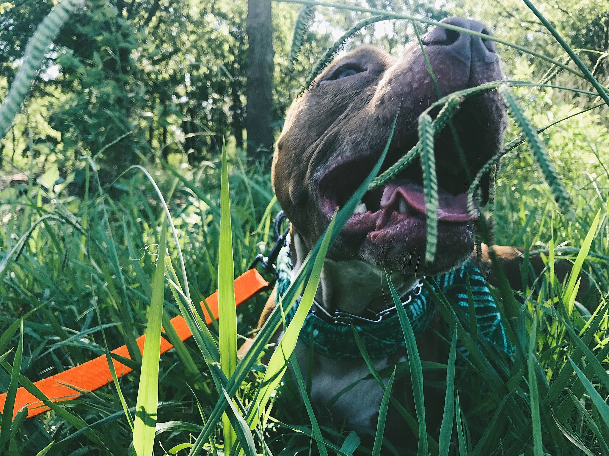 Churchill is registered to the contest to win money with this photo: adventure, canidae, carnivore, dog, dog_breed, fawn, forest, grass, grass_family, jungle, people_in_nature, plant, shrub, snout, sporting_group, terrestrial_animal, terrestrial_plant, tree, wire_fencing, working_animal