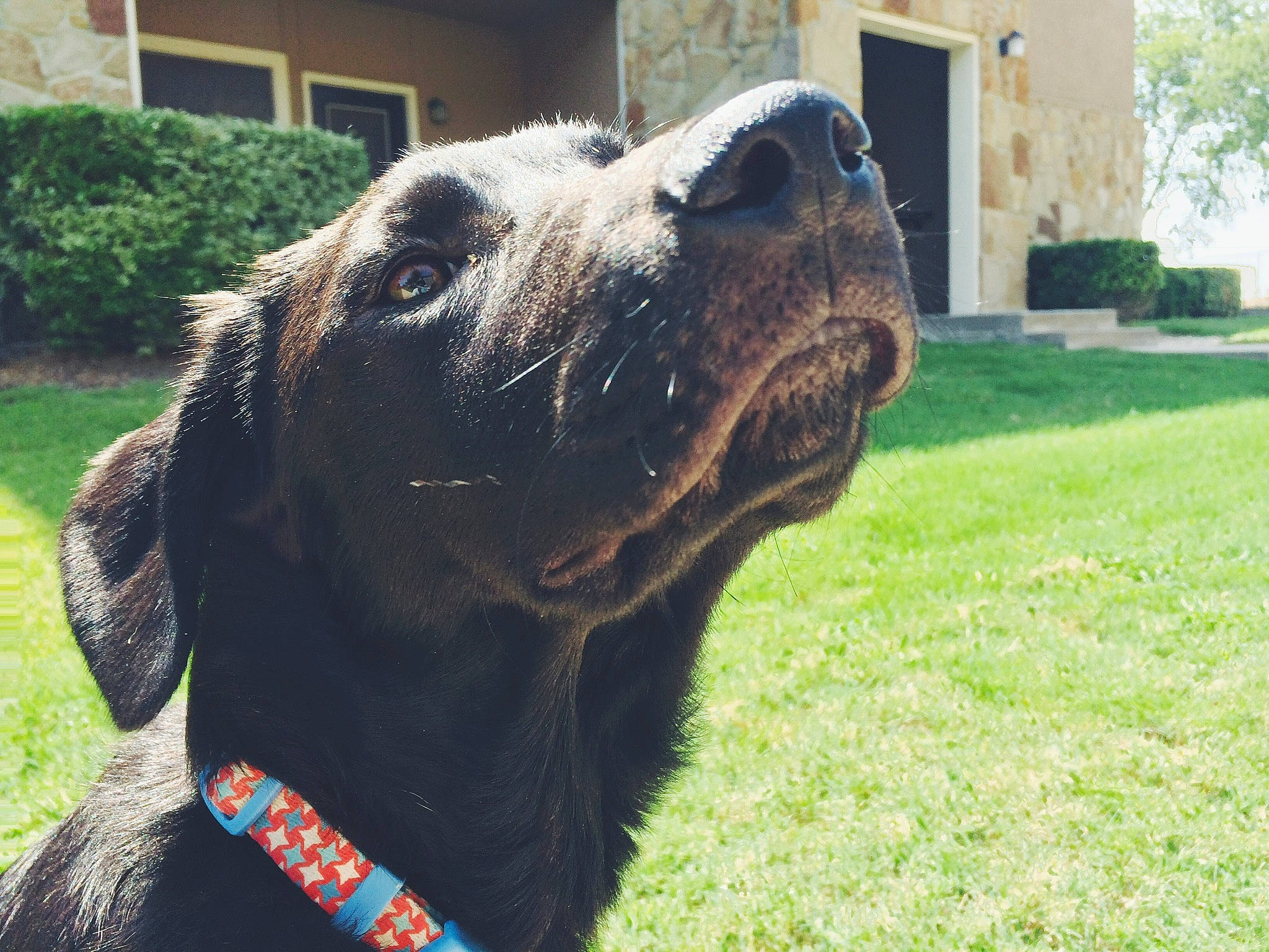 Connor joined the competition — help win amazing prizes! canidae, carnivore, collar, companion_dog, dog, dog_breed, dog_collar, dog_supply, fawn, fur, grass, liver, pet_supply, plant, snout, sporting_group, terrestrial_animal, whiskers, window, working_animal