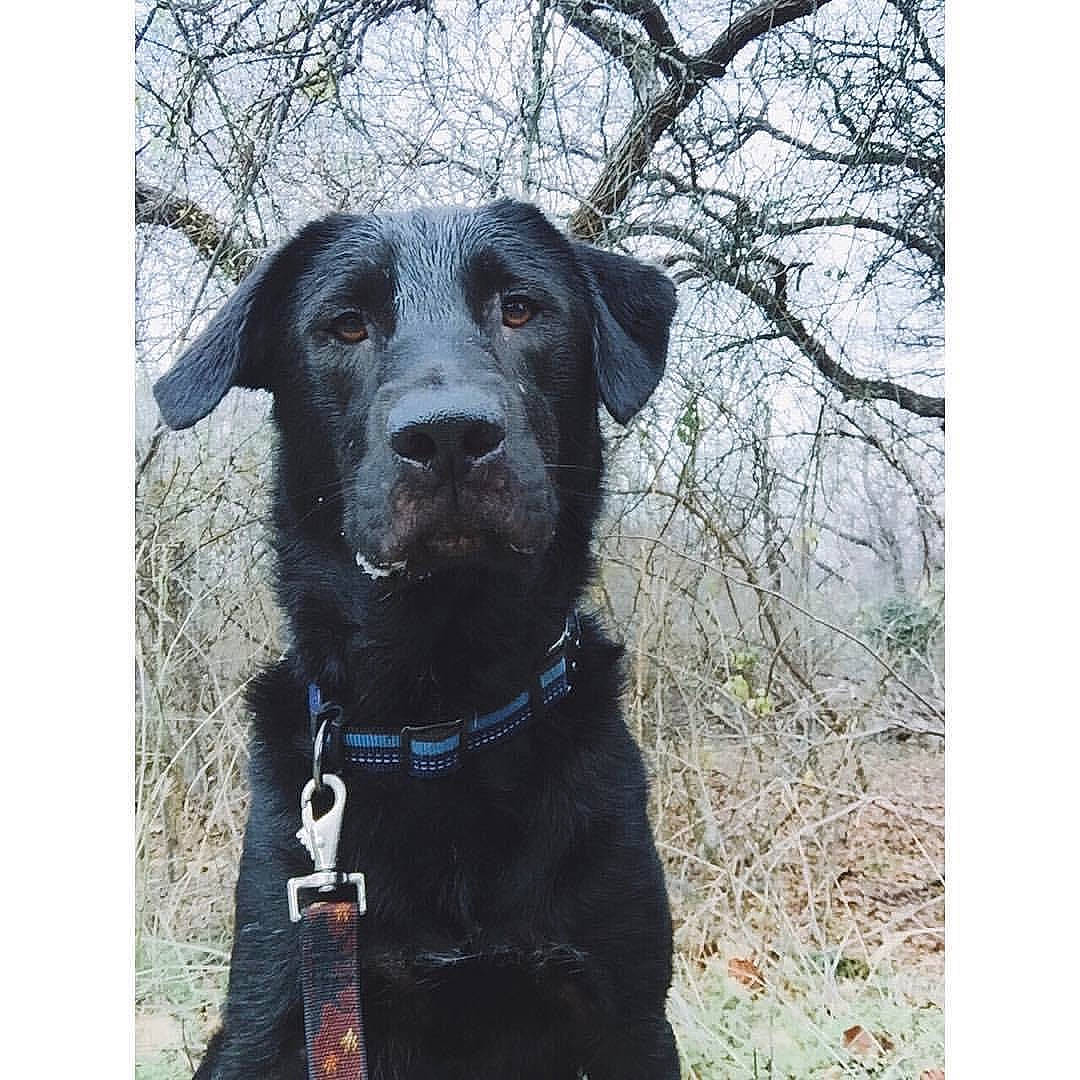 Connor is registered to the contest to win money with this photo: borador, canidae, carnivore, collar, companion_dog, dog, dog_breed, dog_collar, eye, gun_dog, hat, liver, personal_protective_equipment, pet_supply, plant, snout, sporting_group, terrestrial_animal, tree, working_animal